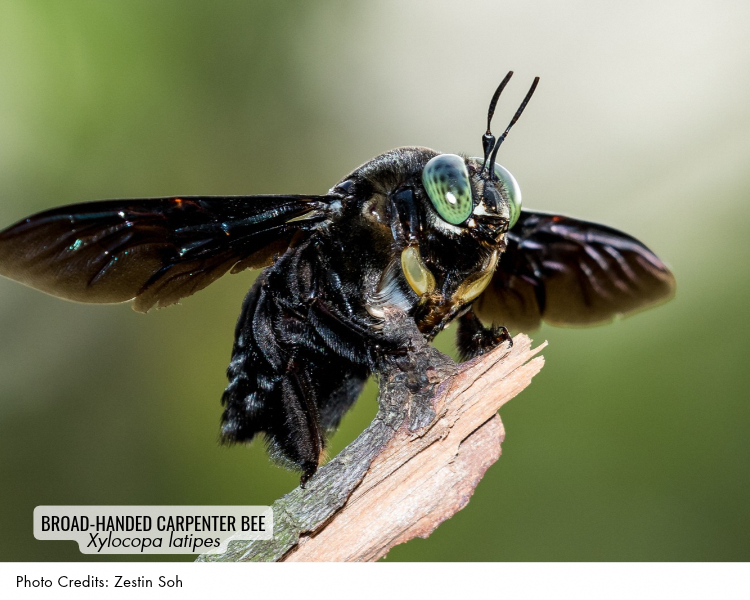 Broad-handed Carpenter Bee (Xylocopa latipes)